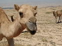 Kamelen (1)